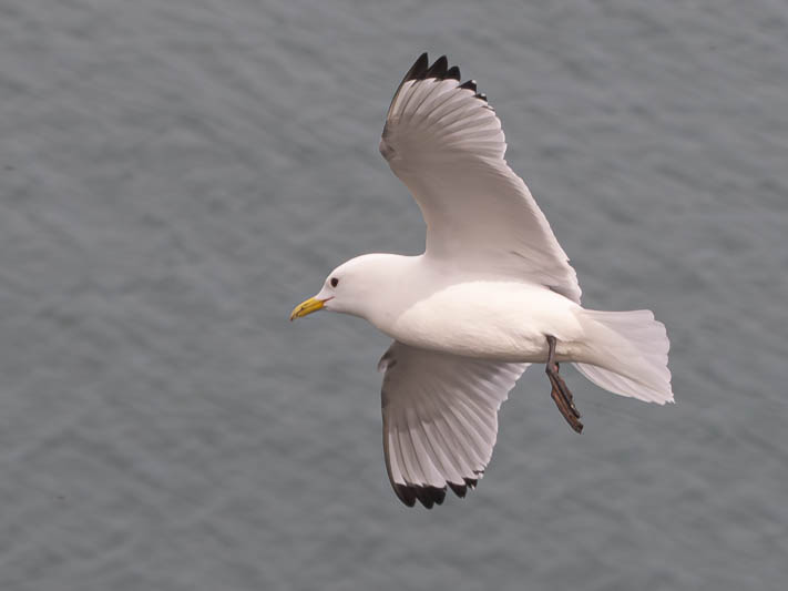 Kittiwake (Rissa tridactyla).jpg
